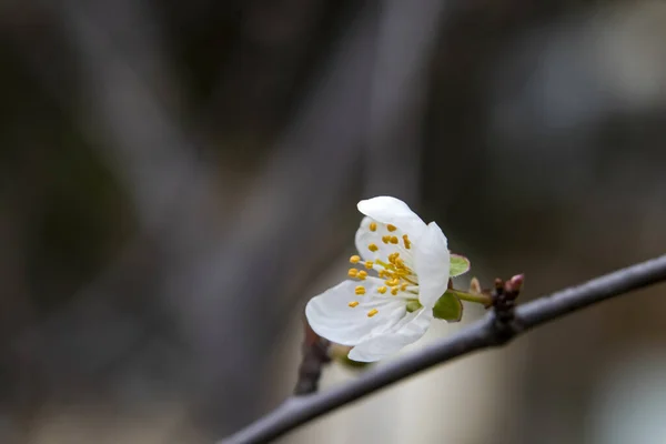 Frühlingsblumen Der Wintersaison — Stockfoto