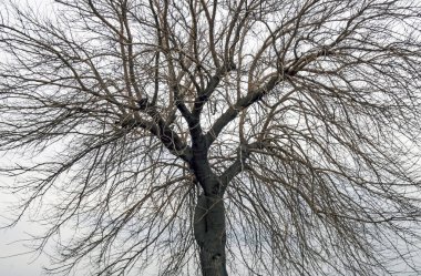 Kış ağacı ve dallar doğada