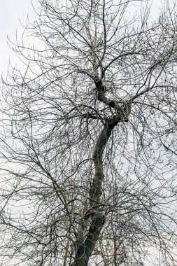 Kış ağacı ve dallar doğada