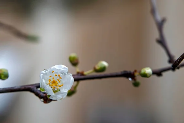 Frühlingsblumen Und Knospen Auf Ästen Winter — Stockfoto