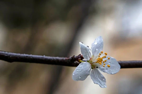 Spring Flowers Buds Tree Branches Winter Season — Foto de Stock