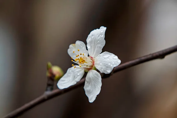 Весняні Квіти Бутони Гілках Дерев Зимовий Сезон — стокове фото