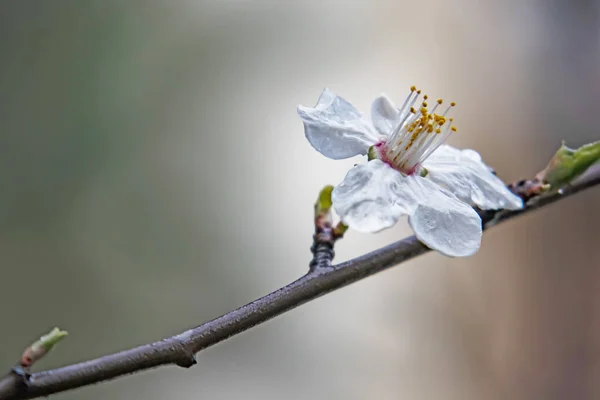 Frühlingsblumen Und Knospen Auf Ästen Winter — Stockfoto