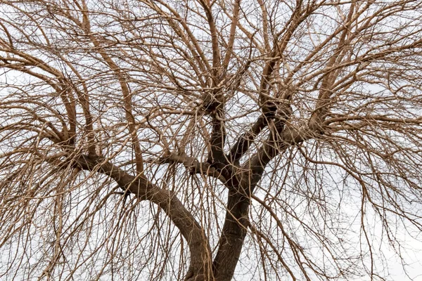 Arbre Hiver Branches Dans Nature — Photo