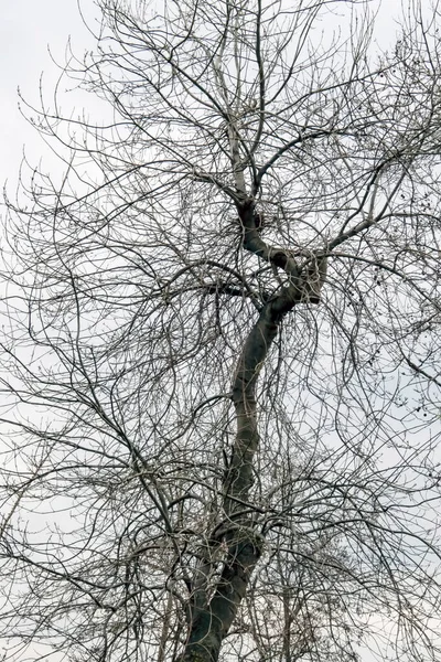 Kış ağacı ve dallar doğada