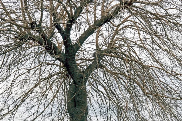 Árvore Inverno Ramos Natureza — Vetor de Stock