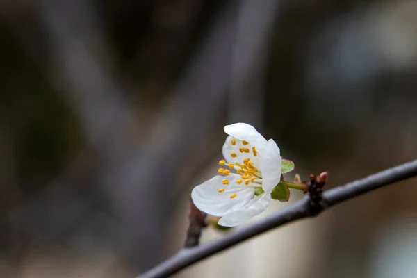 Frühlingsblumen Und Knospen Auf Ästen Winter — Stockvektor