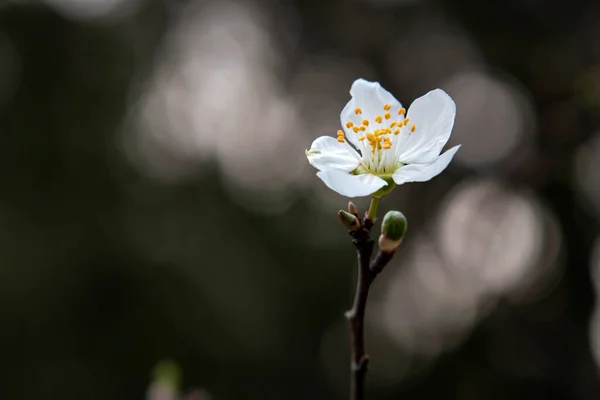 Vår Blommor Och Knoppar Träd Grenar Vintersäsongen — Stock vektor