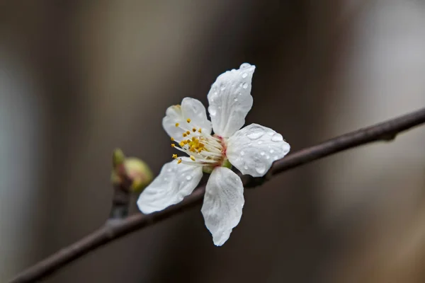 Spring Flowers Buds Tree Branches Winter Season — Vector de stock