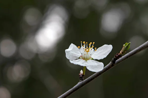 Spring Flowers Buds Tree Branches Winter Season — Stockvector