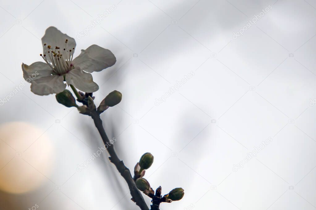  spring flowers and buds on tree branches in winter season.