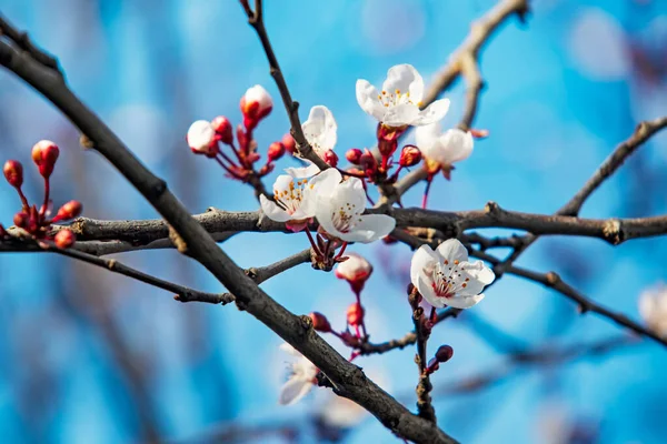 Spring Flowers Buds Tree Branches Winter Season — ストック写真