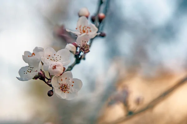 Spring Flowers Buds Tree Branches Winter Season — 图库照片