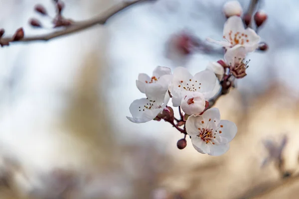 Frühlingsblumen Und Knospen Auf Ästen Winter — Stockfoto