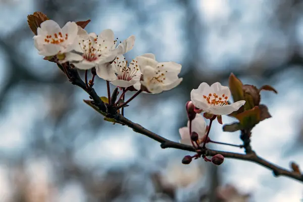 Vår Blommor Och Knoppar Träd Grenar Vintersäsongen — Stockfoto