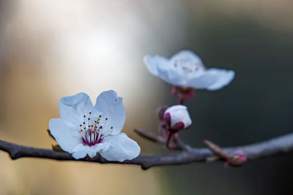 Kış Mevsiminde Ağaç Dallarında Bahar Çiçekleri Tomurcukları — Stok fotoğraf