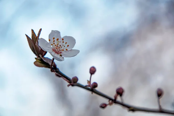 Spring Flowers Buds Tree Branches Winter Season — ストック写真