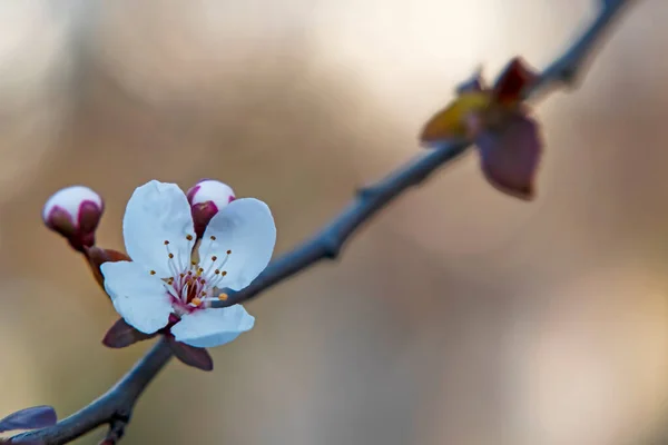 Spring Flowers Buds Tree Branches Winter Season — ストック写真