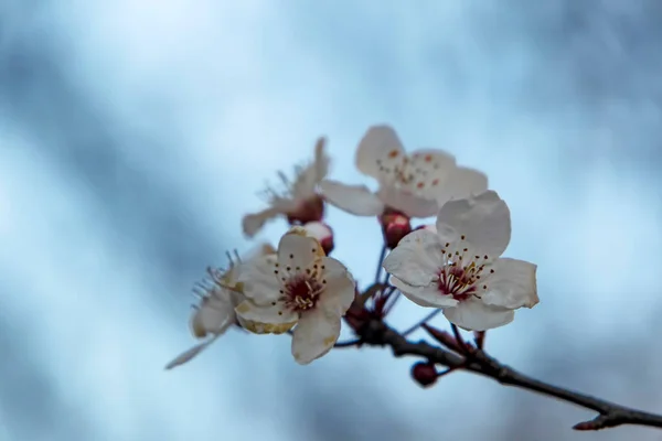 Spring Flowers Buds Tree Branches Winter Season — Foto de Stock