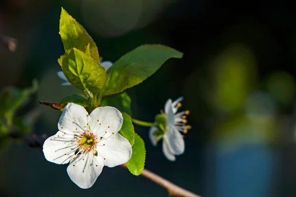 Frühlingsblumen Und Knospen Auf Ästen Winter — Stockfoto