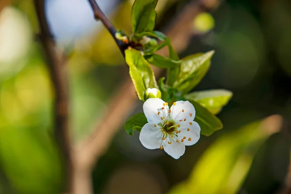 Spring Flowers Buds Tree Branches Winter Season — Fotografia de Stock