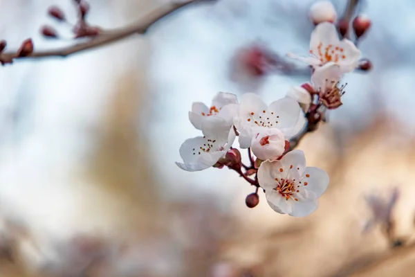 Spring Flowers Buds Tree Branches Winter Season — Stockfoto