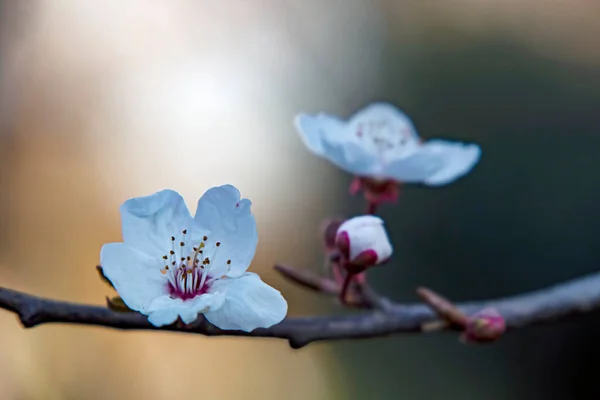 Fleurs Bourgeons Printaniers Sur Les Branches Des Arbres Hiver — Photo