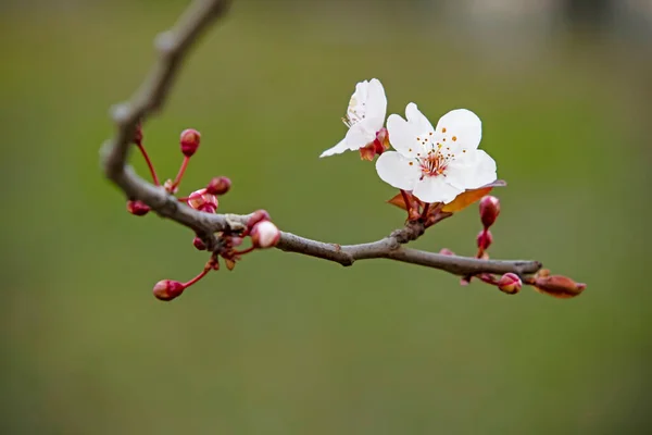 Kış Mevsiminde Ağaç Dallarında Bahar Çiçekleri Tomurcukları — Stok fotoğraf