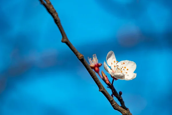 Fleurs Bourgeons Printaniers Sur Les Branches Des Arbres Hiver — Image vectorielle