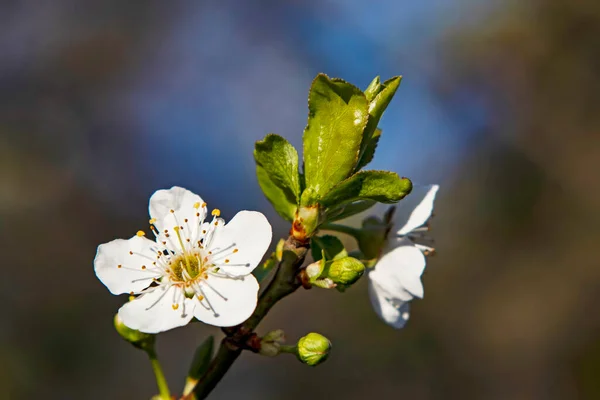 Spring Flowers Buds Tree Branches Winter Season — Wektor stockowy