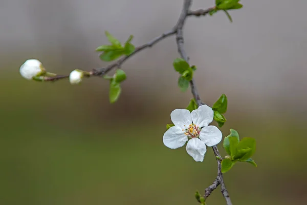 spring flowers and buds on tree branches in winter season.