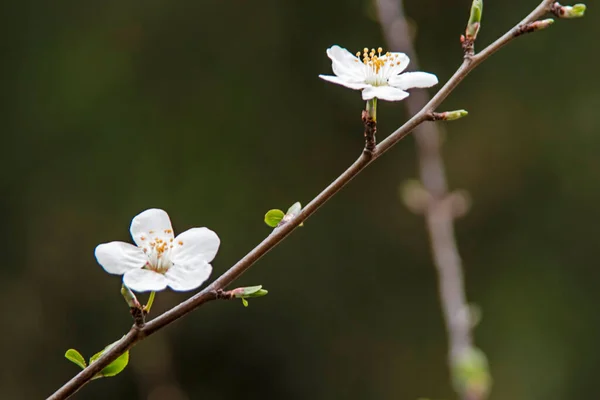 Tavaszi Virágok Rügyek Faágakon Téli Szezonban — Stock Fotó