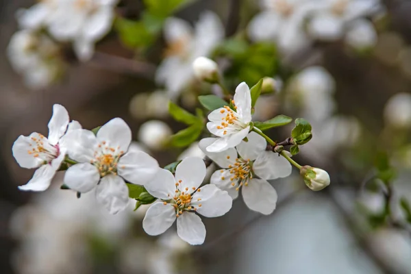 Spring Flowers Buds Tree Branches Winter Season — Fotografia de Stock