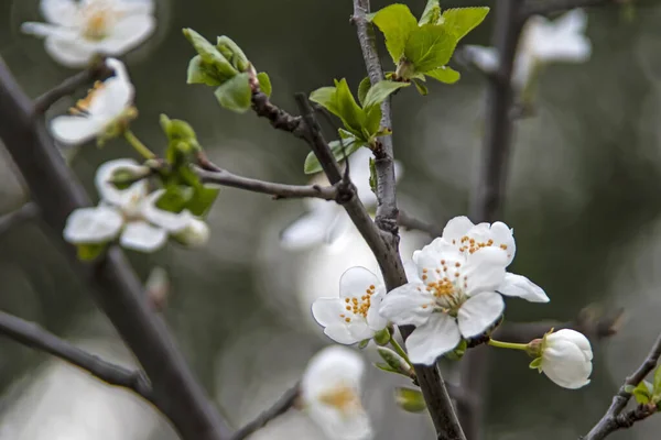 spring flowers and buds on tree branches in winter season.