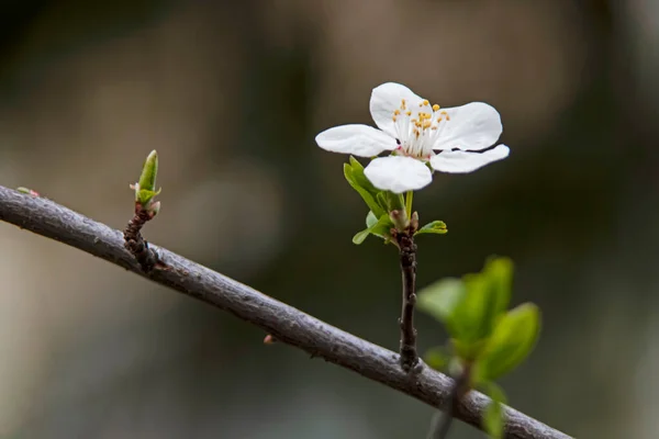 Spring Flowers Buds Tree Branches Winter Season — Foto de Stock