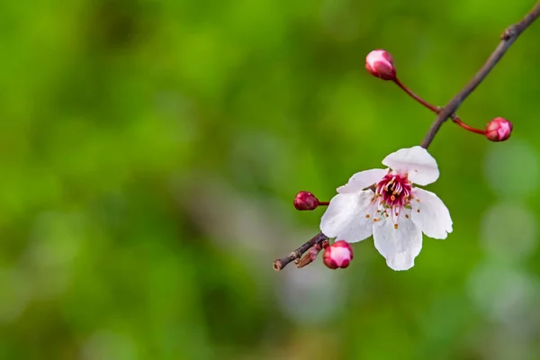 自然界の木の枝に春の花 — ストック写真