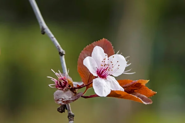 Doğadaki Ağaç Dallarında Bahar Çiçekleri — Stok fotoğraf