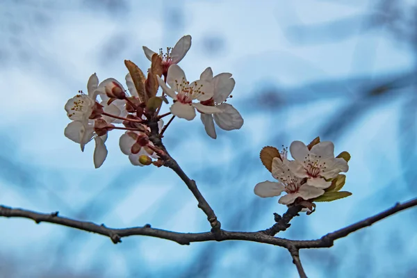 Frühlingsblumen Auf Ästen Der Natur — Stockfoto