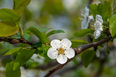 Doğadaki ağaç dallarında bahar çiçekleri