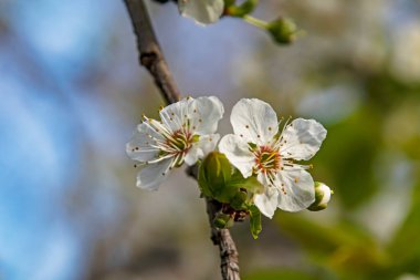 Doğadaki ağaç dallarında bahar çiçekleri