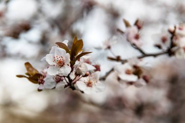 Doğadaki ağaç dallarında bahar çiçekleri