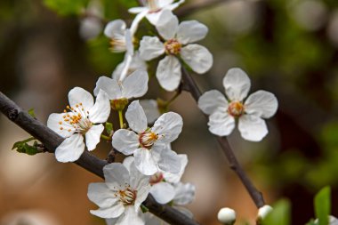 Doğadaki ağaç dallarında bahar çiçekleri