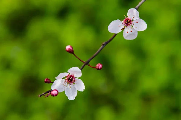 Flores Primavera Ramas Árboles Naturaleza — Foto de Stock