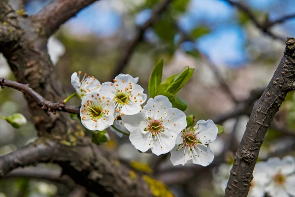 Frühlingsblumen Auf Ästen Der Natur — Stockfoto