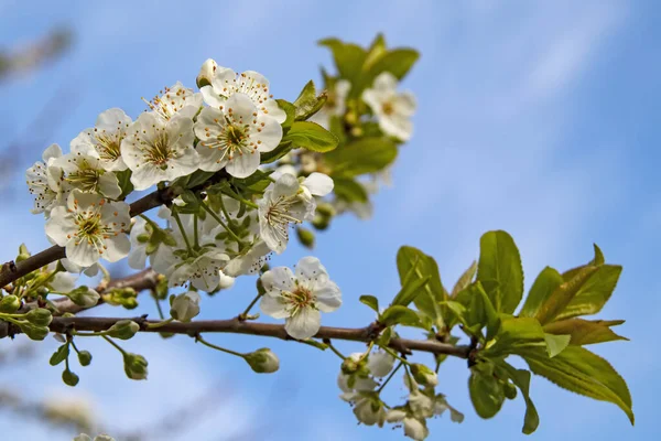 Jarní Květiny Větvích Stromů Přírodě — Stock fotografie
