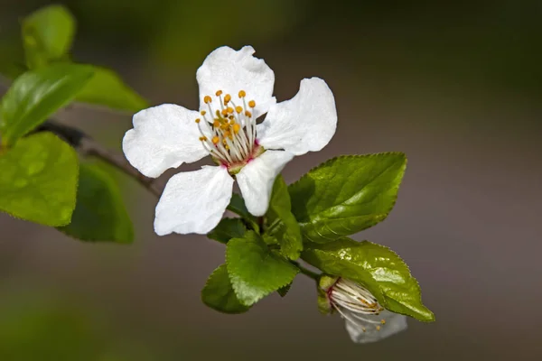 自然界の木の枝に春の花 — ストック写真