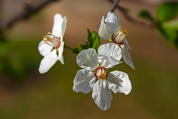 自然界の木の枝に春の花 — ストック写真