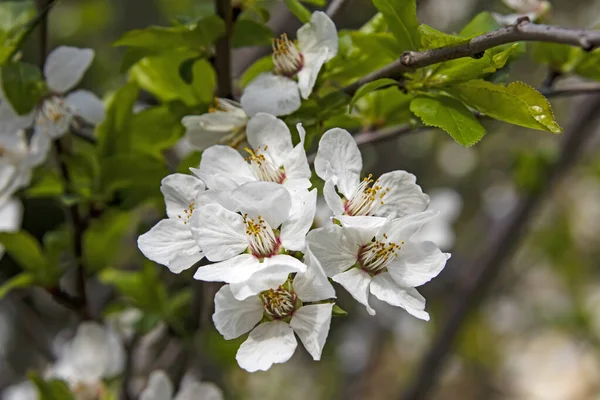 Frühlingsblumen Auf Ästen Der Natur — Stockfoto