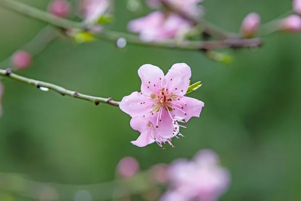 Flores Primavera Ramas Árboles Naturaleza — Archivo Imágenes Vectoriales