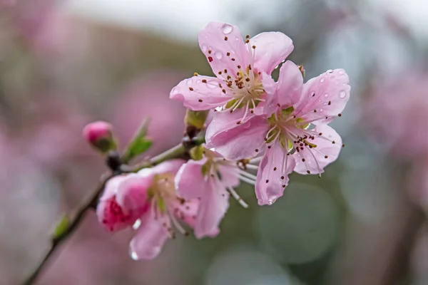 Весняні Квіти Гілках Дерев Природі — стоковий вектор
